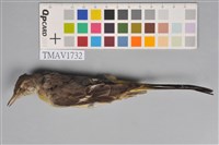 藏品(黃鶺鴒)的圖片